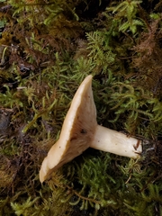 Lactarius