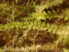 Lophocolea bidentata