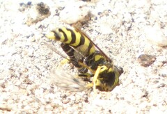 Steniolia californiensis