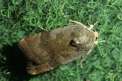 Noctua janthina