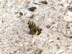 Steniolia californiensis