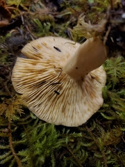 Lactarius