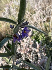Solanum sturtianum