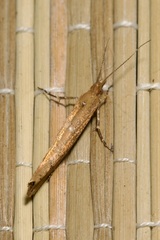 Ypsolopha ustella