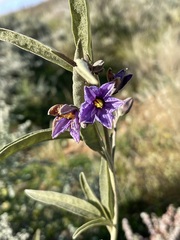 Solanum sturtianum