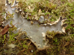 Peltigera membranacea