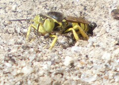 Steniolia californiensis