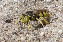 Steniolia californiensis