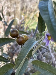 Solanum sturtianum