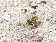 Steniolia californiensis