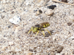 Steniolia californiensis