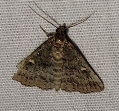 Tetanolita mynesalis