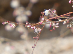 Eriogonum apiculatum