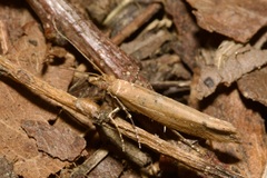 Ypsolopha ustella