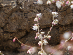 Eriogonum apiculatum
