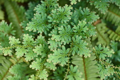 Selaginella uncinata