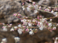 Eriogonum apiculatum