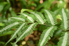 Pteris