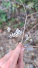 Torilis arvensis