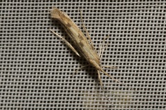 Coleophora squalorella