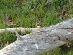 Pardalotus punctatus