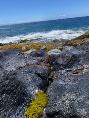 Ahnfeltiopsis concinna