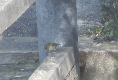 Zosterops lateralis chloronotus