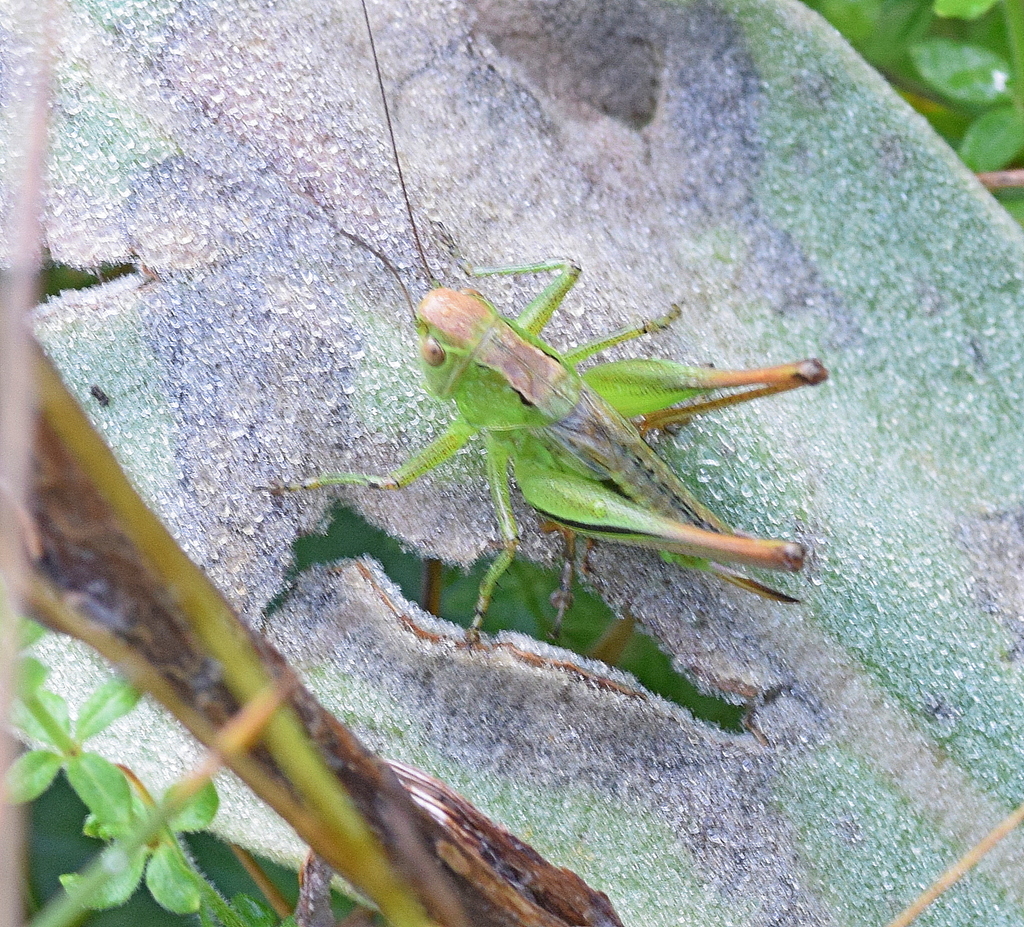 Vichetia