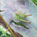 Oblong Meadow Bush-Cricket - Photo (c) Kostas Zontanos, some rights reserved (CC BY-NC), uploaded by Kostas Zontanos