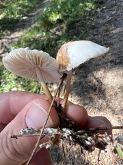 Marasmius wynneae