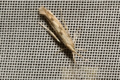 Coleophora squalorella