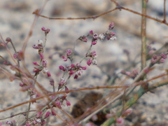 Eriogonum apiculatum