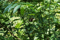 Clerodendrum cyrtophyllum