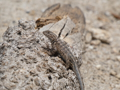 Sceloporus graciosus