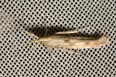 Coleophora squalorella