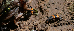 Nicrophorus quadripunctatus