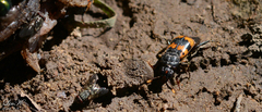 Nicrophorus quadripunctatus