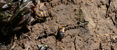 Nicrophorus quadripunctatus