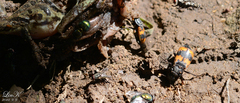 Nicrophorus quadripunctatus