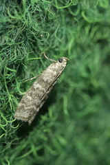 Dioryctria simplicella