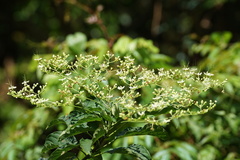Clerodendrum cyrtophyllum