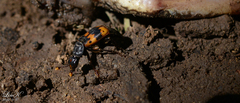 Nicrophorus quadripunctatus
