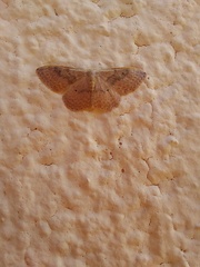 Idaea eugeniata