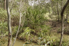 Livistona decora