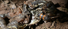 Nicrophorus quadripunctatus