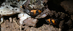 Nicrophorus quadripunctatus