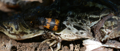 Nicrophorus quadripunctatus