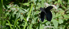 Papilio protenor