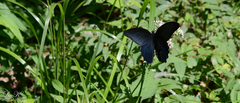 Papilio protenor