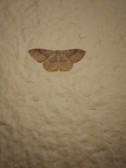 Idaea eugeniata
